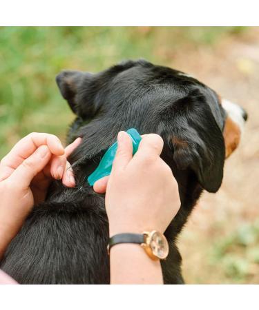 Beaphar Dog Spot-On Repels Fleas Plant-Based Parasite Protection Contains Natural Herbal Extract Margosa Up to 12 Weeks Protection 3 Pipettes - Buy Online on GoSupps.com