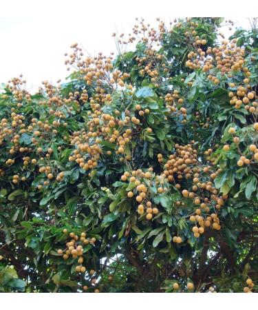 Herbal Cure -Thailand Longan Dried Dimocarpus longan 1lb - Natural Vegan Sifted Clean Fresh - Buy Online on GoSupps.com