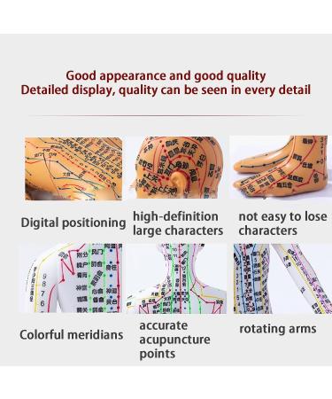 Acupoint Body Model(13.8 Inches) Digital Scale Accurate Acupuncture Points+Color Meridians Rotatable Arms/Hard Material High-Definition Large Characters with Base D - Buy Online on GoSupps.com