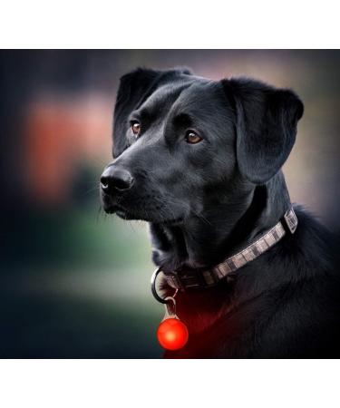 Buy LED Fluorescent Dog & Cat Collars - Red Luminaire Band with Battery | Precorn One Size - Ideal for Pets & More | International Shipping Available - Buy Online on GoSupps.com