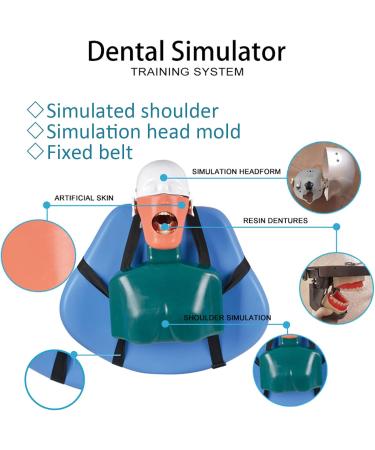Buy Dental Phantomkopf Model - Realistic Dental Simulator with 28 Resin Teeth & 7 Pulp Cavity for Dentists & Assistants | International Shipping - Buy Online on GoSupps.com
