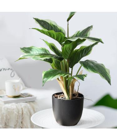 2 Bouquets Artificial Hostas 17.71in Tall Realistic Fake Dieffenbachia with 14 Leaves Low-Maintenance Indoor Aesthetic Artificial Greenery for Wedding Garden Home Office Decor Fake Plants - Buy Online on GoSupps.com