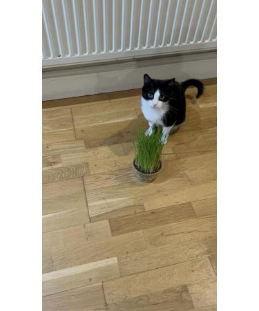 Catomwise Eco Cat Grass Kit x 2 | Organic Cat Grass Kit with PLA Bowls | Ideal for Indoor and Outdoor Cats - Buy Online on GoSupps.com