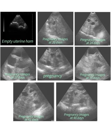 Vanenferelless Veterinary B-Ultrasound Scanner - 3.5 MHz Convex Probe for Pregnancy Testing in Farm Animals & Pets (Pigs Sheep Dogs Cats) - Buy Online on GoSupps.com