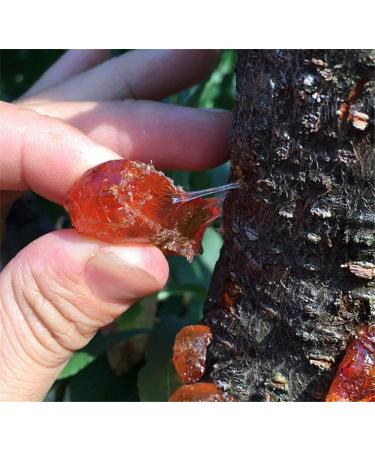 Tao Jiao Peach Resin Peach Gum Nourishing Yin Skin Health Free Worldwide Air Mail (250 Grams (0.55LB)) - Buy Online on GoSupps.com