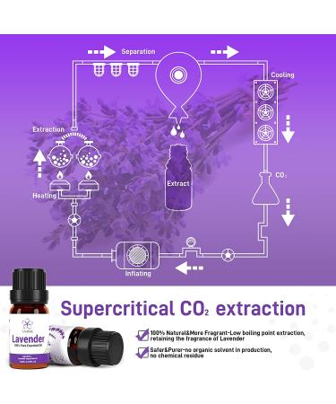 ASAKUKI Lavender Essential Oil - 10ml Natural Therapeutic Grade Oil for Diffuser, Home, Candle & Soap Making, Skin & Hair Care | YAHIME Infinite Series - Buy Online on GoSupps.com