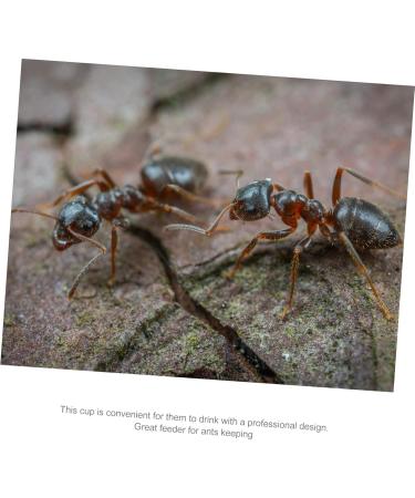 POPETPOP 2pcs Pet Water Feeder Pet Stuff Pet Water Bowl Ant Villa Ants Drinking Tool Small Water Cup - Buy Online on GoSupps.com