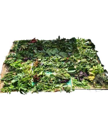Omi Ero de 141 Hierbas Frescas - Purifying Herbal Blend for Global Shipping - Buy Online on GoSupps.com