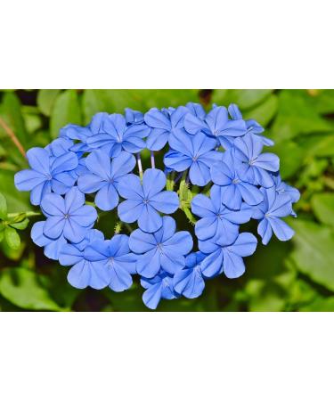 Cerato n 5 Fleur de Bach farmaflor 1 Flacon Comtpe Gouttes 10ml - Made in Italy - Buy Online on GoSupps.com