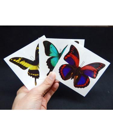 12 Sheets Large Butterfly Temporary Tattoos by Butterfly Utopia - 12 Count Pack - Buy Online on GoSupps.com