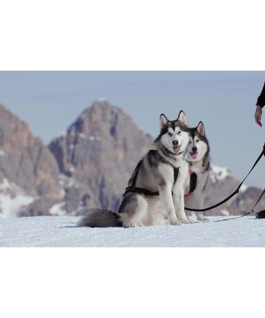 LASALINE Dog Harness for Pulling Sports - Canicross Bikejoring Skijoring & Sledding - Black Neon Orange XXL - Buy Online on GoSupps.com