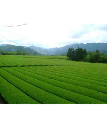 Buy Ceremonial Grade Premium Matcha Hoshino Tee Kyoko | Authentic Japanese Green Tea Powder | Hakuju - Buy Online on GoSupps.com