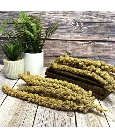 Millet Sprays x 10 Premium Cage Bird Food Seed Natural 10 count (Pack of 1) - Buy Online on GoSupps.com