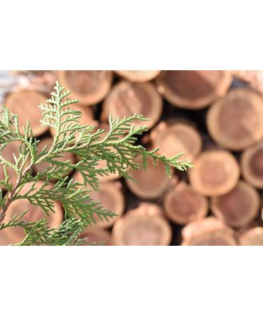IPPINKA Japanese Hinoki Hand Cream | Paraben-Free Moisturizer for Soft Hydrated Skin | Fast International Shipping - Buy Online on GoSupps.com