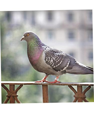 VANZACK 200 Pcs Pigeon Anklet Chicken Drumsticks Chicken Tags for Legs Birds Supplies Parrot Foot Clamp 1.3X1.3CMx2pcs Whitex2pcs - Buy Online on GoSupps.com