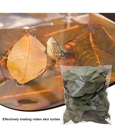240 Pieces Catappa Leaves - Fish Tank Longan Leaves - Almond Leaves for Betta Fish Tank Water Treatments | Leaves Induce Breeding and Boost Immunity PH Down Aquarium Water Conditioner - Buy Online on GoSupps.com