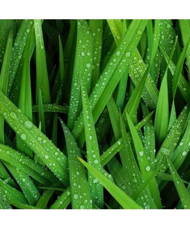 K-Herb Korean Barley Sprout Powder 300g - Fresh & Trustworthy | Easy to Take | Naturally Dried | 10.58 Ounce (Pack of 1) - Buy Online on GoSupps.com