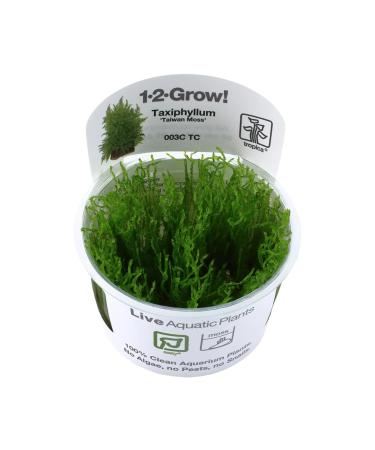 Tropica Taxiphyllum Taiwan Moss 1-2-Grow!