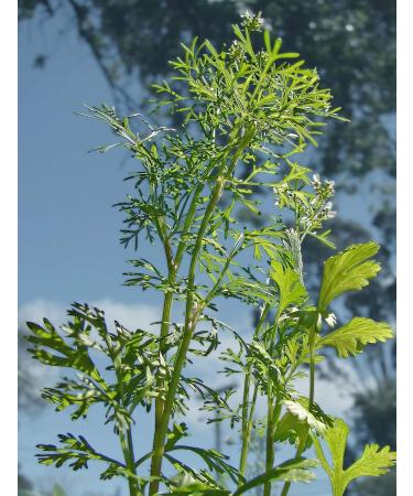 100 Real Coriander Seeds -coriandrum sativum- by Samenchilishop