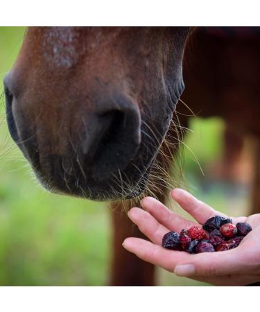 100% Natural Rose Hip Boots for Horses | High Vitamin C for Immune Support | Ideal Treat for All Horses | 500g Package - Buy Online on GoSupps.com
