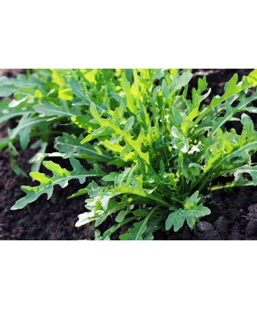 Arugula Sprouting Seeds 16 oz - Non GMO Microgreens for High Germination - Country Creek Acres - Buy Online on GoSupps.com