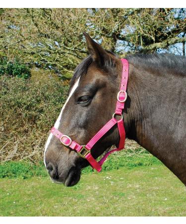 Rhinegold Nylon Headcollar - Shetland - Raspberry