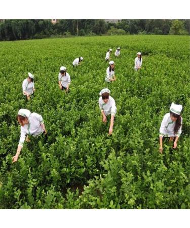 250g Th Vert du Yunnan au Jasmin Original de Chine Bon Th Naturel Th Vert Organique sans Additifs Nourriture Th Verte - Buy Online on GoSupps.com