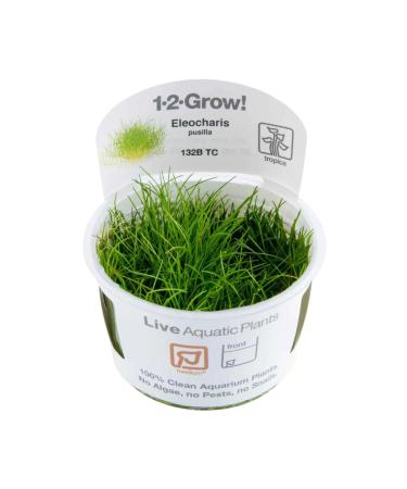 Tropica Eleocharis acicularis 'mini' 1-2-GROW!