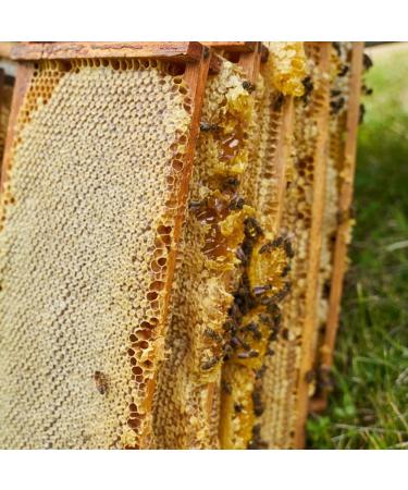 L'Abella Mel - 100% Natural Almond Blossom Honey | Pure Bee Honey - Hand Harvested on the Costa Blanca Spain - Gluten Free - 2000G - Buy Online on GoSupps.com