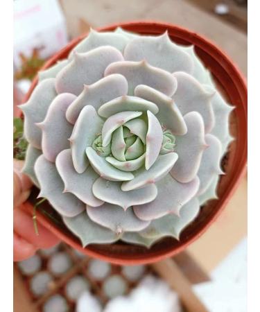 2in Echeveria Lola Succulent Plant - Live Mini Plant for Indoor Outdoor Decor, Perfect for Home Office Wedding DIY Projects - 1 Pack Fully Rooted in Pots - Buy Online on GoSupps.com