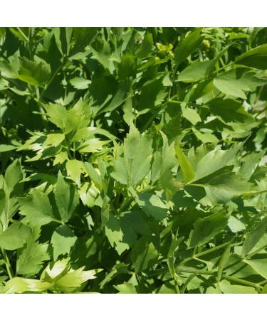 1555mg Levistica Semi 100 Count Aphrodesiac Herb Semi -Root Edible Leaves