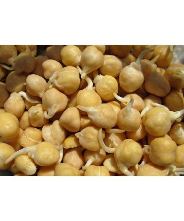 Cool Portaal Germinated Chickpea Seeds 600 Gram - Buy Online on GoSupps.com