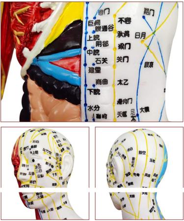 60cm Acupuncture Human Body Acupoint Model Semi-Muscle Acupuncture Point Model with Clear Lettering and Skeletal Viscera Model for Teaching Aids - Buy Online on GoSupps.com