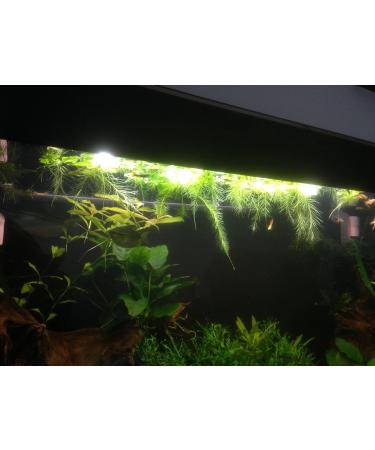 10x Water Lettuce pistia stratiotes Dwarf Mini Live Aquarium Floating Plants - Buy Online on GoSupps.com