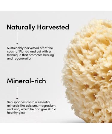LATHER Natural Sea Wool Sponge - Large Bath and Shower Loofah for Self Care and Body Wash - Buy Online on GoSupps.com