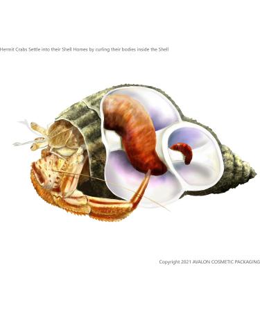 Avalon Cosmetic Packaging Assorted Spiral Seashells 12 Pcs Mixed Medium/Large Size Shells - Perfect for Hermit Crabs - with round opening: 0.5''-1.0'' width. - Buy Online on GoSupps.com