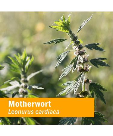 Herb Pharm Motherwort Tincture 1 oz (30 ml) - Natural Herbal Remedy - Buy Online on GoSupps.com