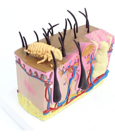 Dog Skin Model Insect Bite Pathology Mite Flea Hair Subcutaneous Tissue Vascular Nerve Shaping Dog Knee Joint - Buy Online on GoSupps.com