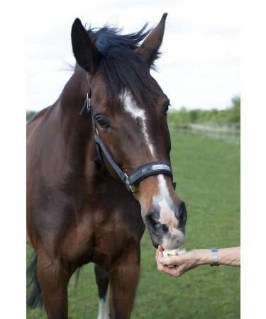 Fresh Horseradish for Horses - 2nd Class Quality (1000g) | Buy Now for International Shipping - Buy Online on GoSupps.com
