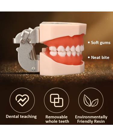 Dental Teeth Model B-28 with Soft Gums & Removable Teeth - Ideal Teaching Aid for Dentists | International Shipping - Buy Online on GoSupps.com
