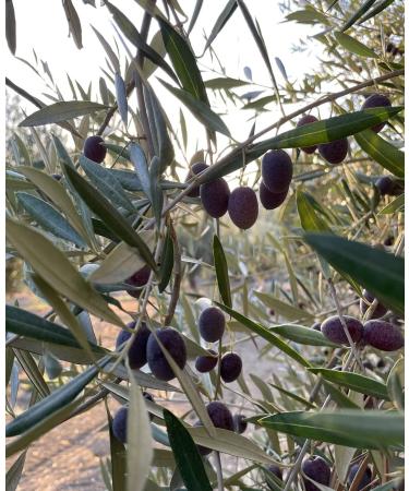 Extra virgin olive oil. Picular variety. Ripe. Harvest harvested in early December. cold extraction - Buy Online on GoSupps.com