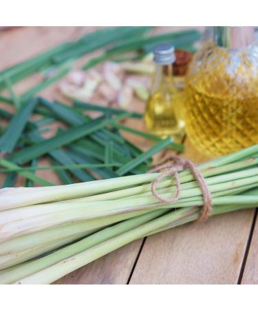 NATURE'S APOTHECARY Lemongrass Lotion For Dry Skin | Travel 1oz. | Silky Nourished & Hydrated Skin | Hypoallergenic All-Natural Plant-Derived Made in USA by DAYSPA Body Basics - Buy Online on GoSupps.com