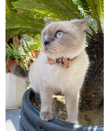 SuperBuddy Cute Bow Bell Cat Collar - 2 Pack Plaid Kitten Collar with Removable Bowtie for Cats Kittens - Brown-Black - Buy Online on GoSupps.com