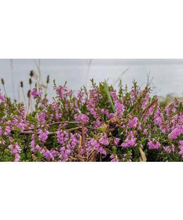 Heather n 14 Fleur de Bach farmaflor 1 Flacon Comtpe Gouttes 10ml - Made in Italy - Buy Online on GoSupps.com