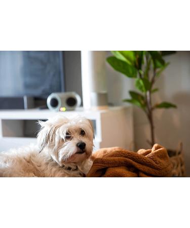 Ultrasonic Pest Repeller | Safe Plug-in Pest Control for Rat, Spider, Roach, Fly, Ant, Mice, Insect, Mosquito, Fruit Fly | Kitchen, Office, Garage | Safe for Humans and Pets - Buy Online on GoSupps.com