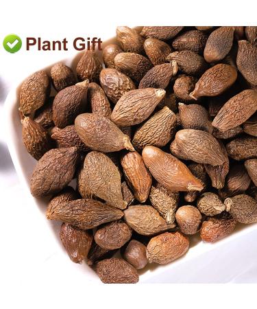 Malva Nut 125G - Fat Dried Sterculia Lychnophora | Premium Pangdahai Chinese Health Tea | International Shipping - Buy Online on GoSupps.com