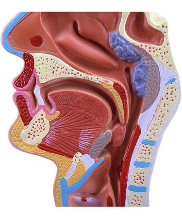 Mouth Nose Throat Pharynx Education Human Body ENT Model Study Model Pathology Nose Throat Model Enlarge The ical Model of Human Organs A+a - Buy Online on GoSupps.com