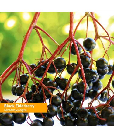 Herb Pharm Kids Certified-Organic Alcohol-Free Black Elderberry Glycerite Liquid Extract 4 Ounce - Buy Online on GoSupps.com