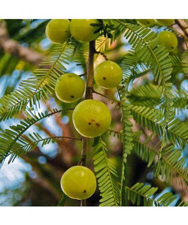 Sewanti Organic Amla Antioxidant & Cleansing Aid - 60 Vegan High Potency Extract Capsules (500mg) - Buy Online on GoSupps.com