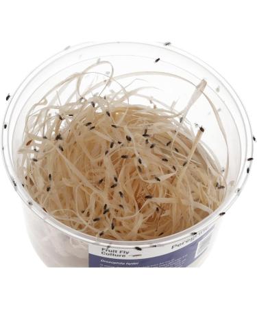 Livefoods4u Live Flightless Fruit Flies Live Food for Reptiles Amphibians and Invertebrates (Fruit Fly Culture - may not have hatched flies at first) - Buy Online on GoSupps.com